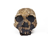 Homo ergaster cranium (KNM-ER 3733)