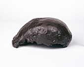 Homo erectus skull-cap (Trinil 2)