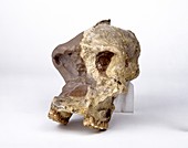 Paranthropus robustus cranium (SK46)