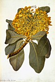Deplanchea tetraphylla,1778