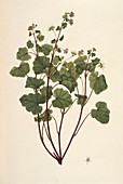 Scentless geranium (Pelargonium inodorum)