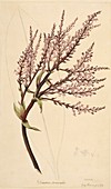 Cordyline fruticosa,1769