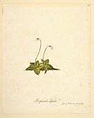 Butterwort (Pinguicula antarctica),1769
