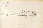 Epaulette shark,18th century