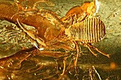 Pseudoscorpion,Baltic amber fossil
