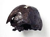 Homo sapiens cranium (Omo 2)