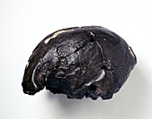 Homo sapiens cranium (Omo 2)