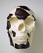 Homo sapiens cranium (Omo 1)
