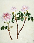 Paeonia moutan,19th-century artwork