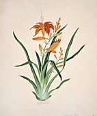 Lily flower,19th-century artwork