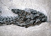 Plesiosaurus marine reptile,fossil skull