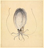 Cephalopod,19th century