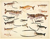 Lobsters and crayfish,19th century