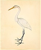 Great egret,19th century