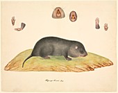 Chinese mole,19th century