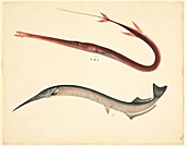 Needlefish,19th century