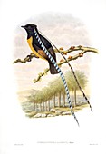 King of Saxony bird-of-paradise,1890s