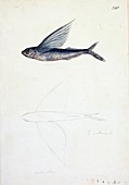 Tropical flyingfish,18th century