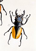 Oriental stag beetle,19th century