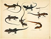 Chinese lizards,19th century