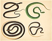 Chinese snakes,19th century