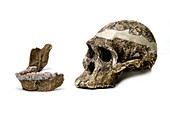Australopithecus africanus skull (STS-5)