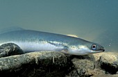 European eel