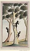 Aboriginal tree climbing,18th century