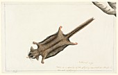 Pygmy glider,18th century