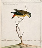 Spotted pardalote,18th century