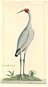 Brolga,18th century