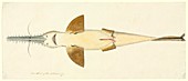 Long-nose sawshark,18th century