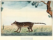 Spotted quoll,18th century