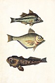 Australian fishes,18th century