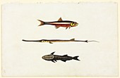 Australian fishes,18th century