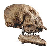 Zygolophodon mastodon,fossil skull