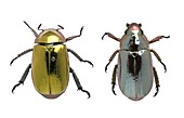 Beetles with metallic iridescence