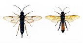 Sirex woodwasps,female and male