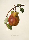 Chaumontel Pear (1818)