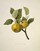 Hughes's New Golden Pippin Apple (1818)