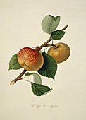 Sykehouse Apple (1818)