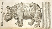 Durer's Rhinoceros,16th century