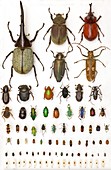 Entomology collection,mounted specimens
