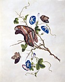 Butterflies and flowers,19th century