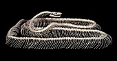 Skeleton of a tiger python snake