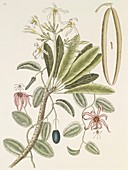 Plumeria plant,18th century