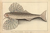 Cheilopogon flying fish,18th century