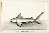Port Jackson shark,18th century