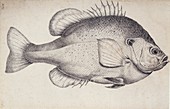 Redear sunfish,18th century
