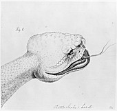 Crotalus rattlesnake,18th century